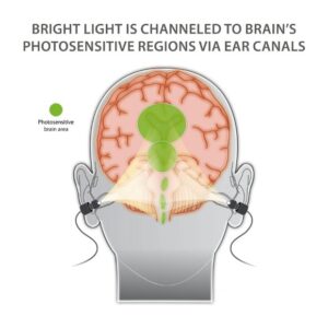 HumanCharger Photosensitive Brain Area